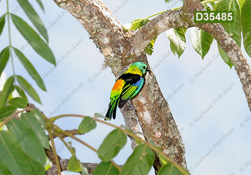 Green-headed Tanager (Tangara seledon)